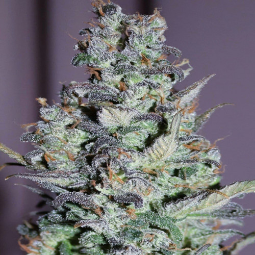 Фотопериодный гибрид марихуаны AK-47 XL x Purple